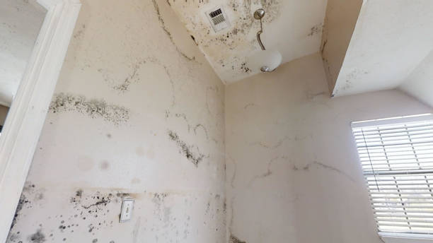 Best Mold Prevention Services  in Houghton, NY