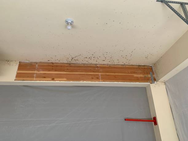 Best Basement Mold Removal  in Houghton, NY