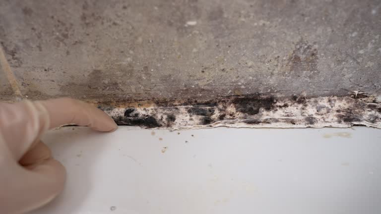 Best Forensic Mold Investigation  in Houghton, NY